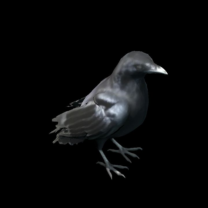 Crow standing 2