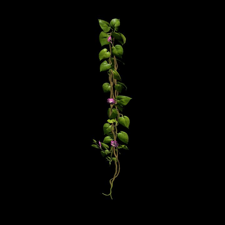 Vine_12