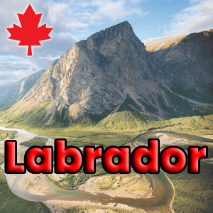 Labrador