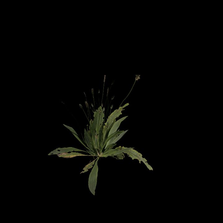 Nature, Plant 1