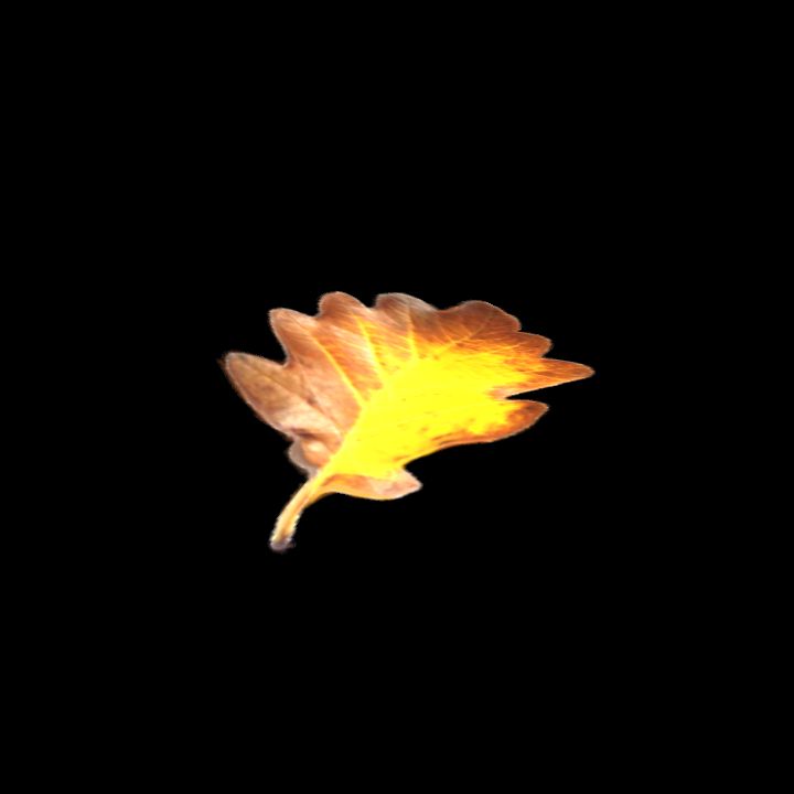 Nature, Leaf, Fall 1
