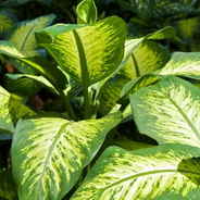 Infectious Plants!