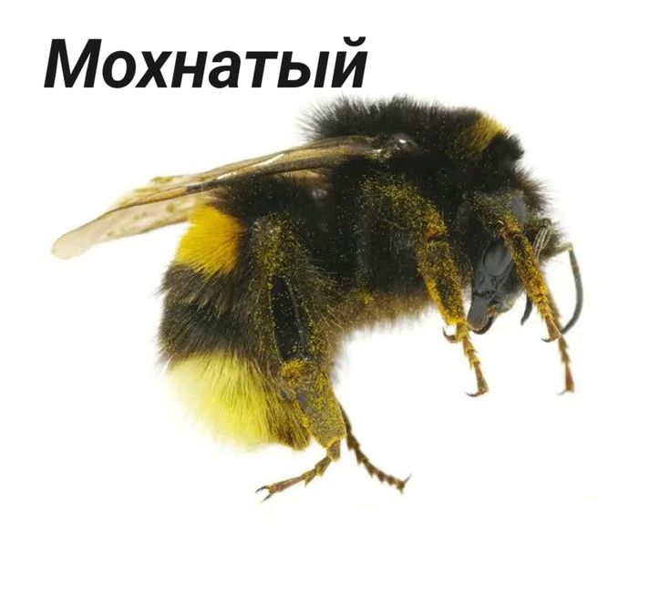 Maidan PVP NPCs