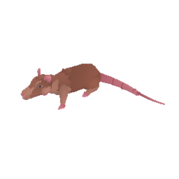 Rat