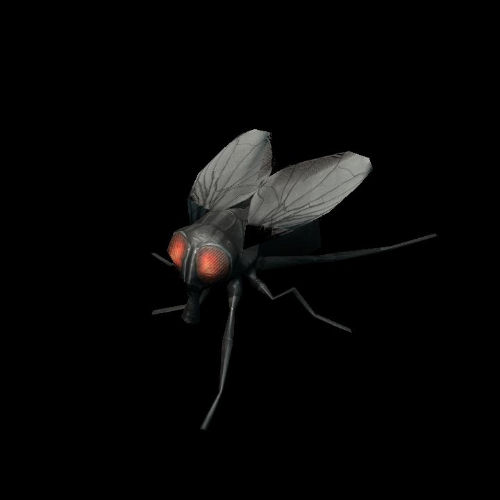 Fly