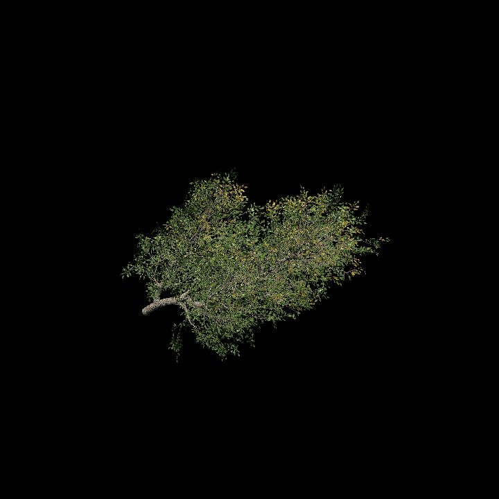 Tree Branch 45