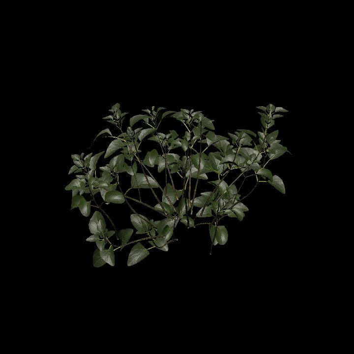 Nature, Plant, Oregano 3