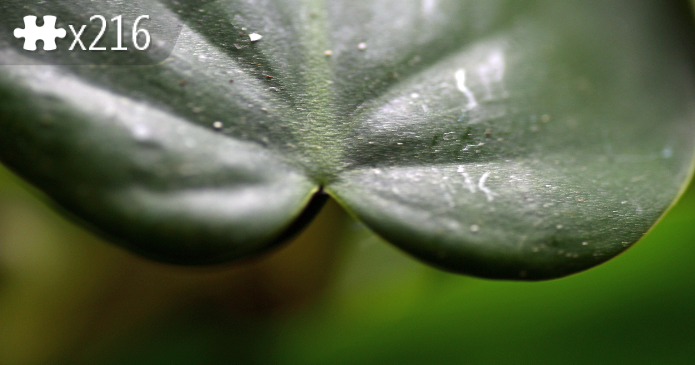leaf