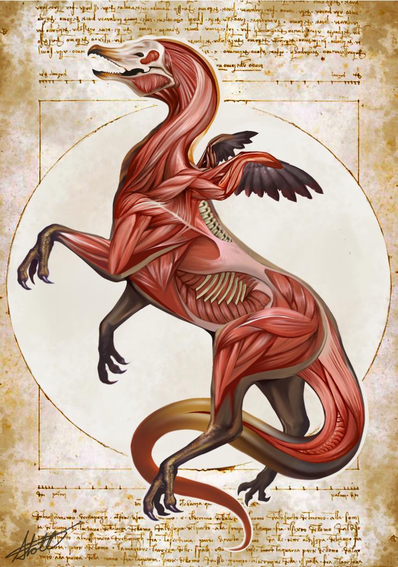 Griffin anatomical drawing