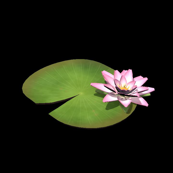 Water Lily – Pink Flower