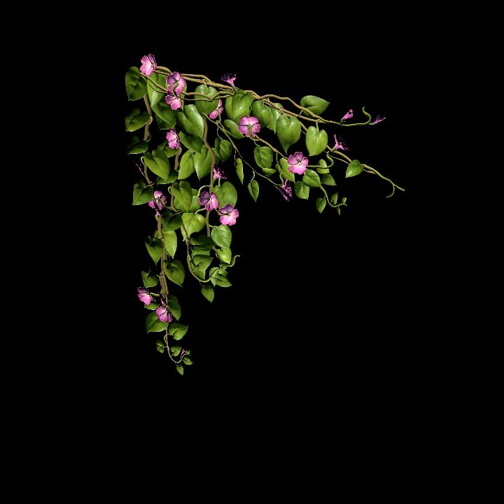 Vine_11