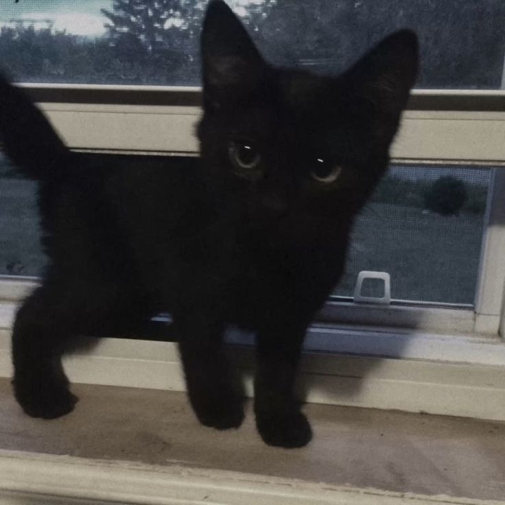 black kitty tiles