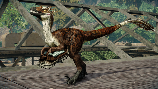 Kookaburra Novaraptor