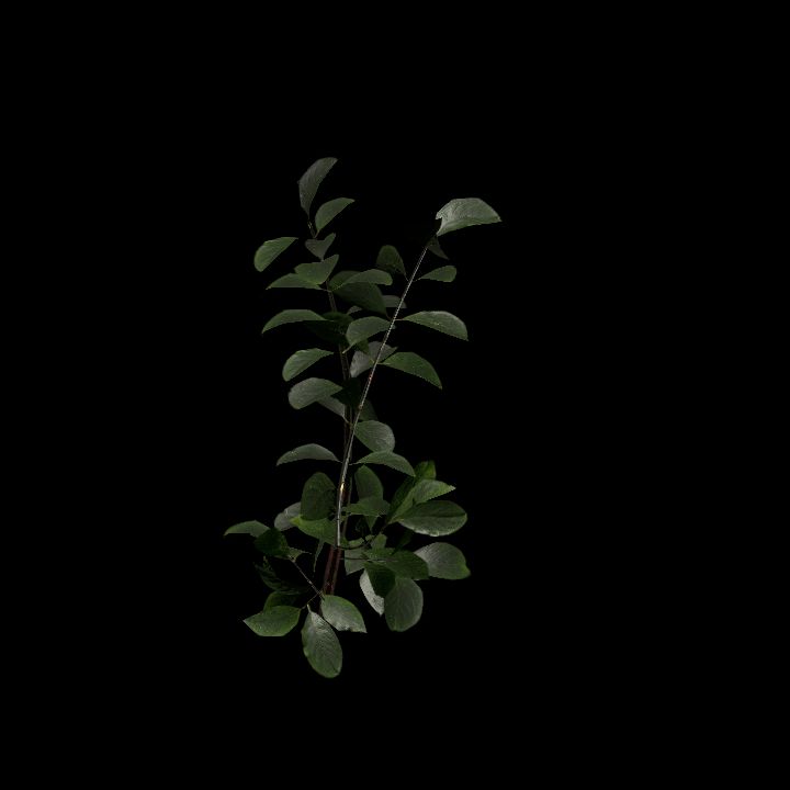 Nature, Plant, Greater Burdock 8