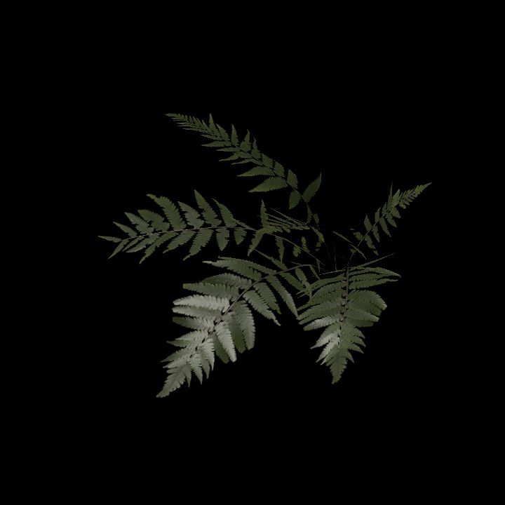 Nature, Plant, Fern 1