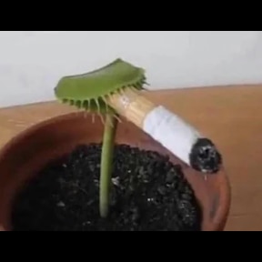 venus flytrap smoking a cigarette " Art Print for Sale by christicaride venus fly trap smoking cigarette