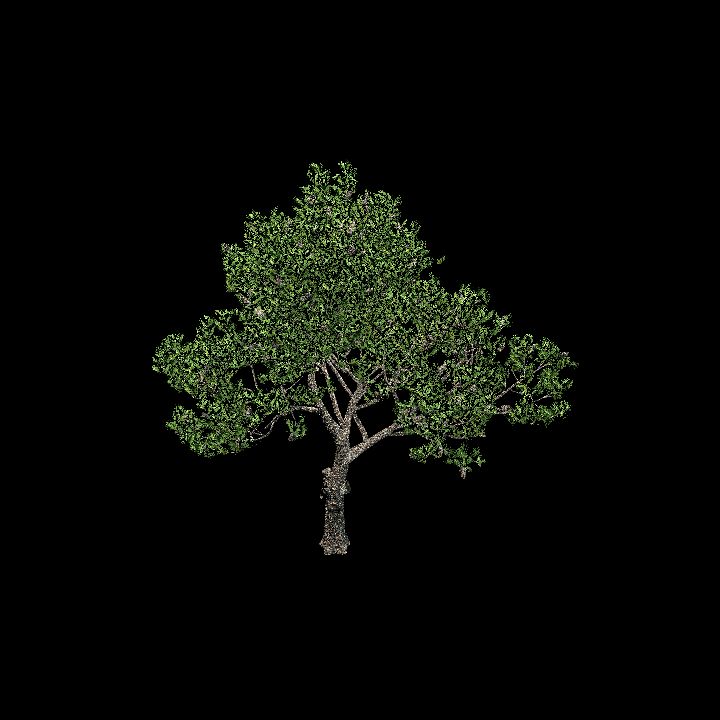 Nature, Tree, Pinus Pinea 1