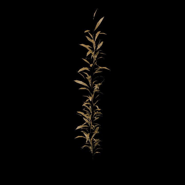 Seaweed_4