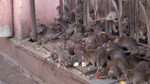 Falling Scars Rat Pack.
