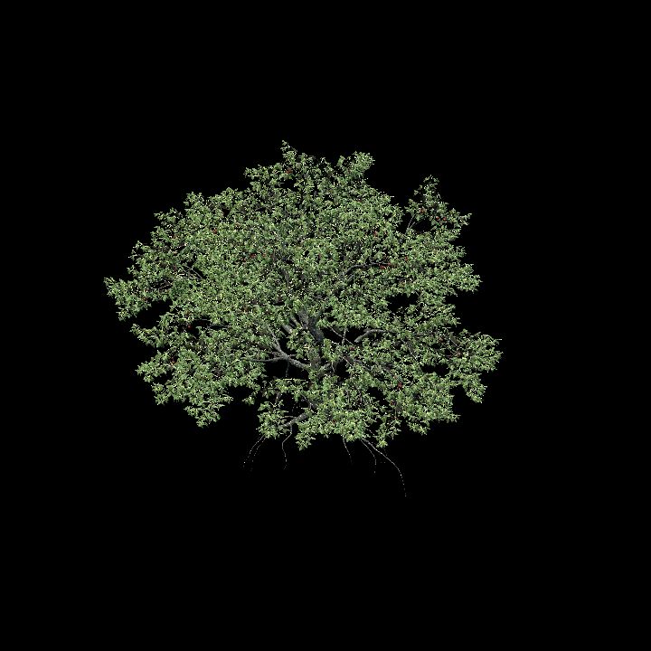 Cherrytree