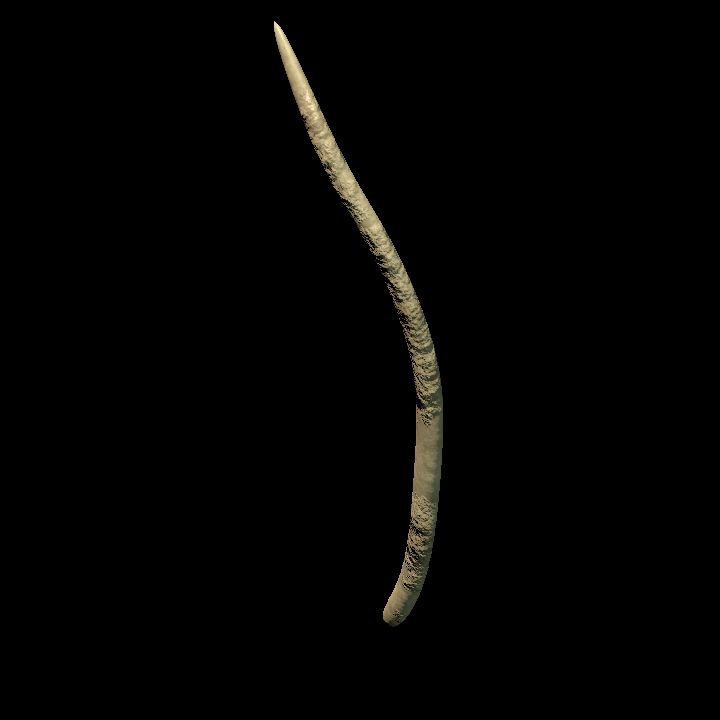 Rib bone standing 2