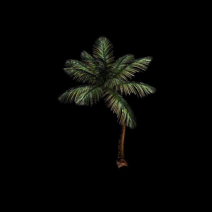 Nature, Tree, Coconut 1