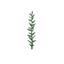 Seaweed