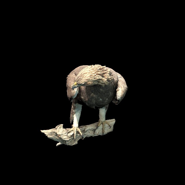 Golden Eagle