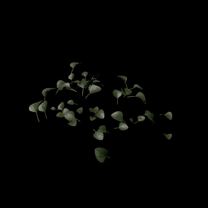 Nature, Plant, Oregano 8