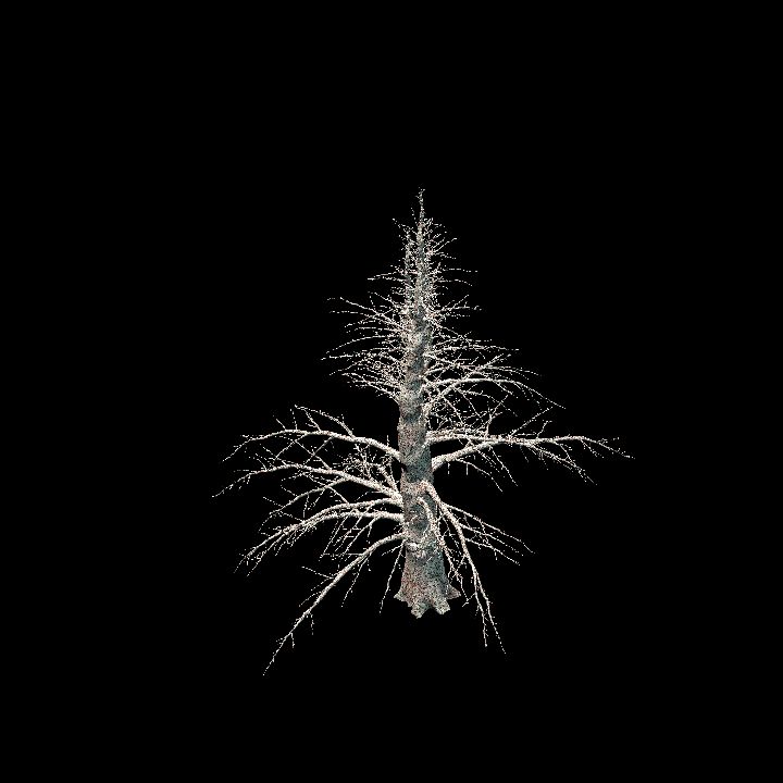 Nature, Tree, Bare 15