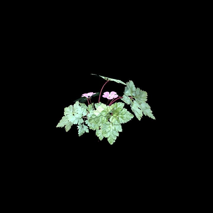 Herb robert