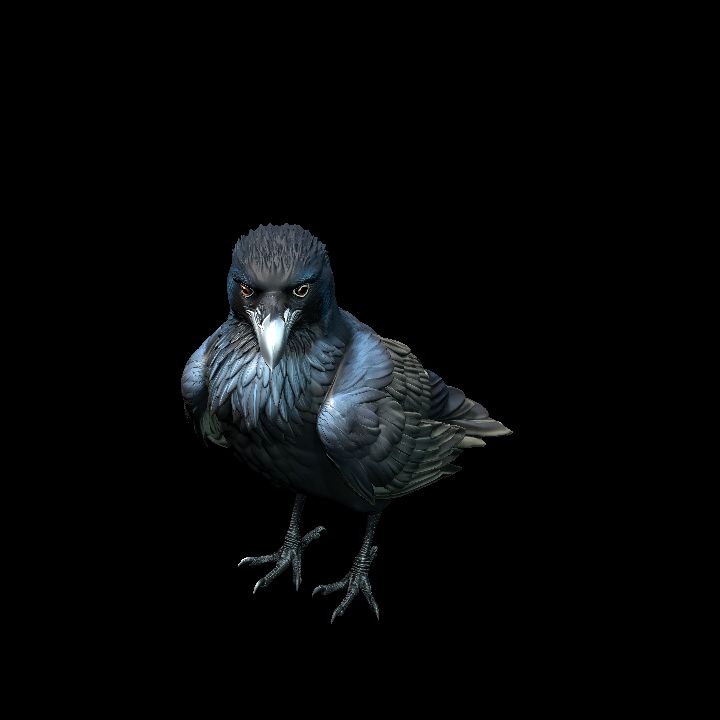 Raven