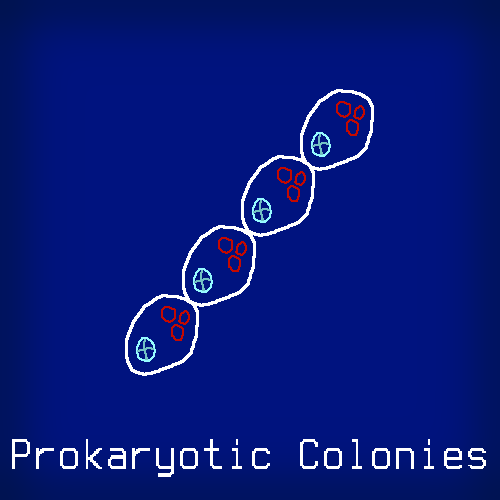 Prokaryotic Colonies
