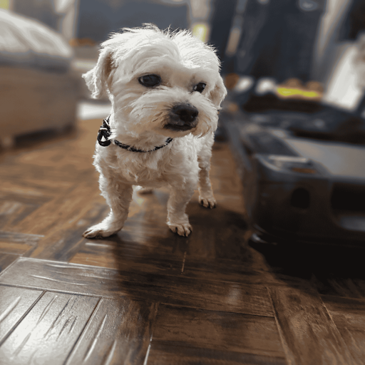 Bruno , my dog !