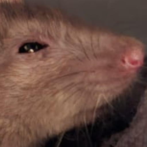 Pocket Rats – Project Zomboid Mod