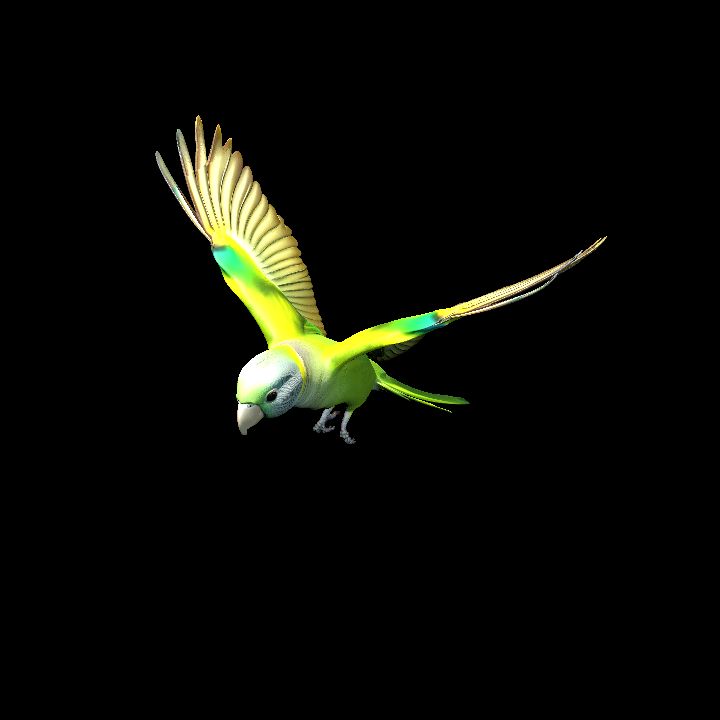 Monk Parakeet  2 