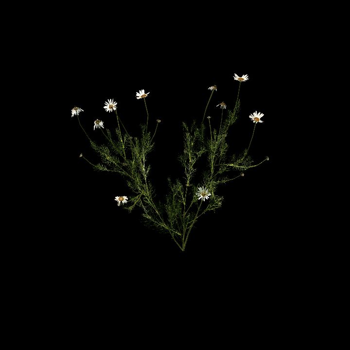 Nature, Plant, Chamonile 3