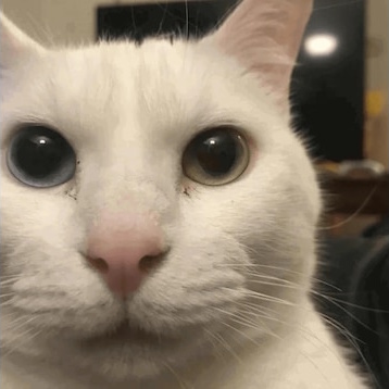 Uncanny Cat