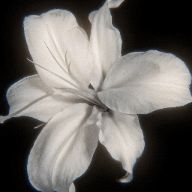 Flowers preview
