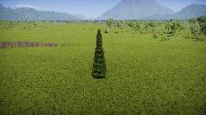 columnar conifer 01 JJ