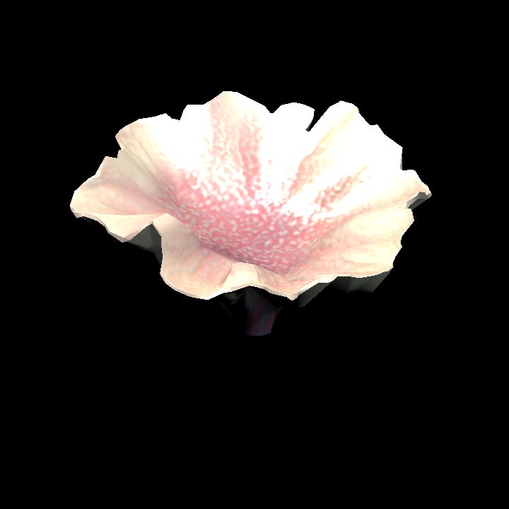 DA_Coral4_2