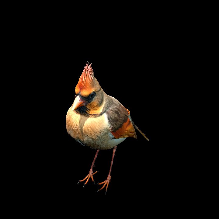 Northern Cardinal
