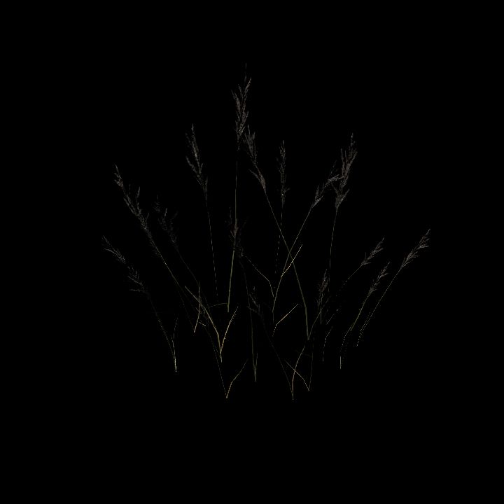 Nature, Grass, Tundra 8