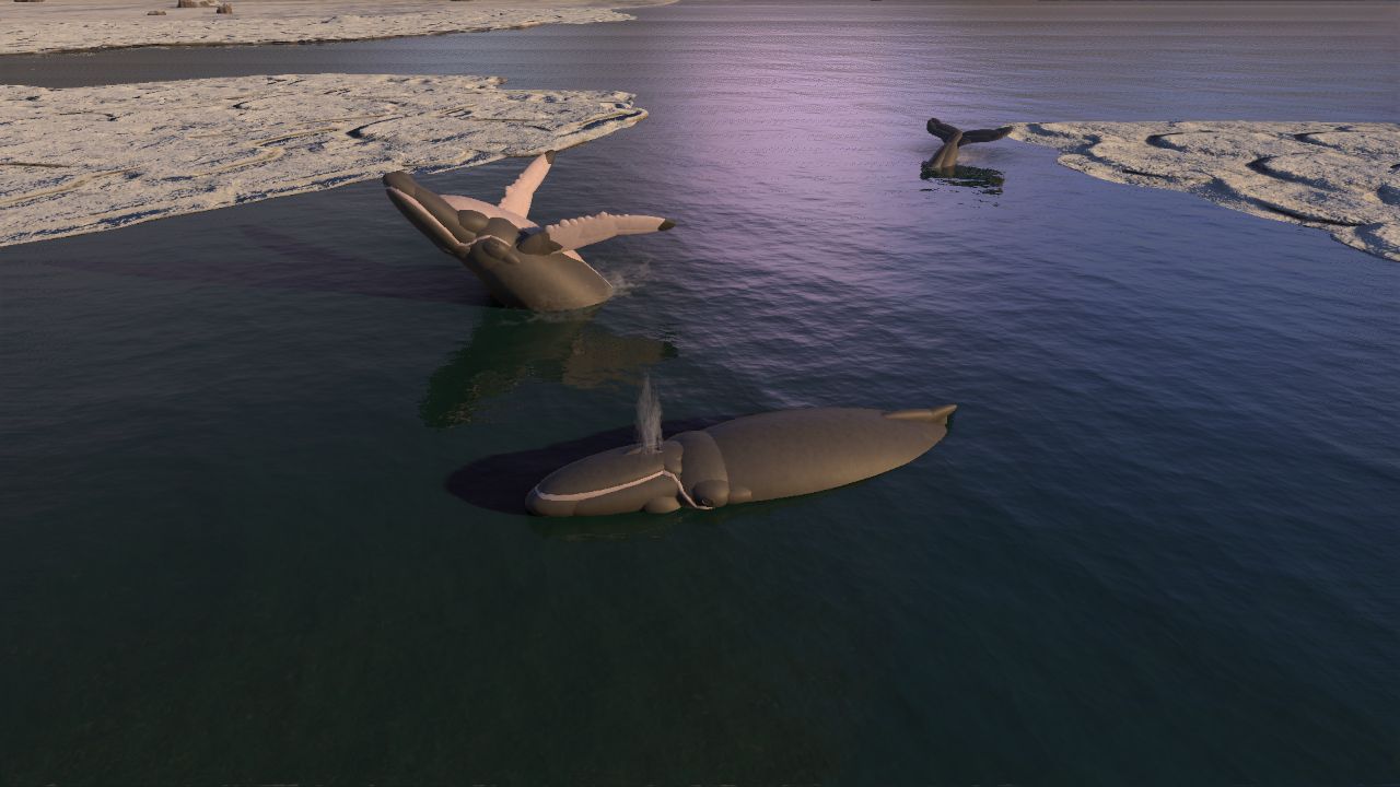 Humpback Whale (Megaptera novaeangliae)