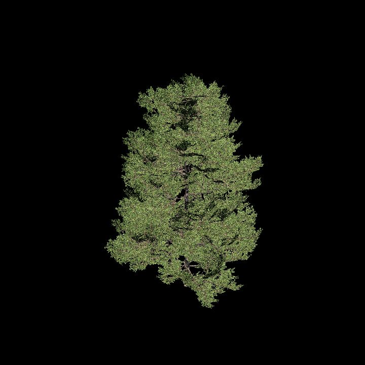 Nature, Tree 14