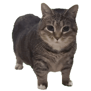 Oiiaioooooiai cat