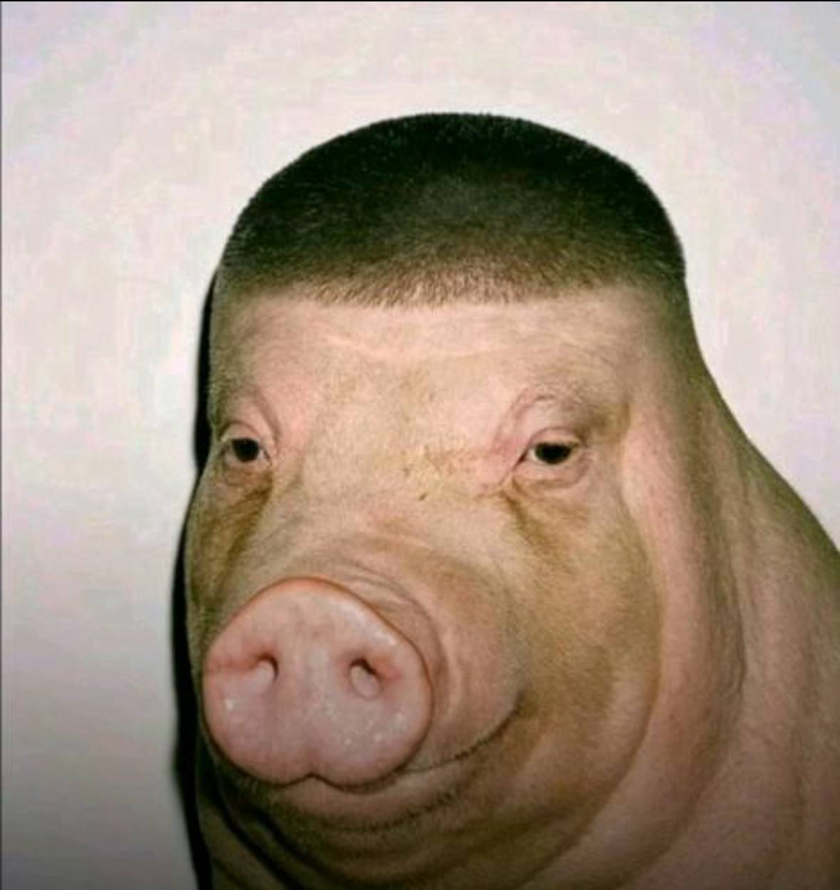 Bill pig