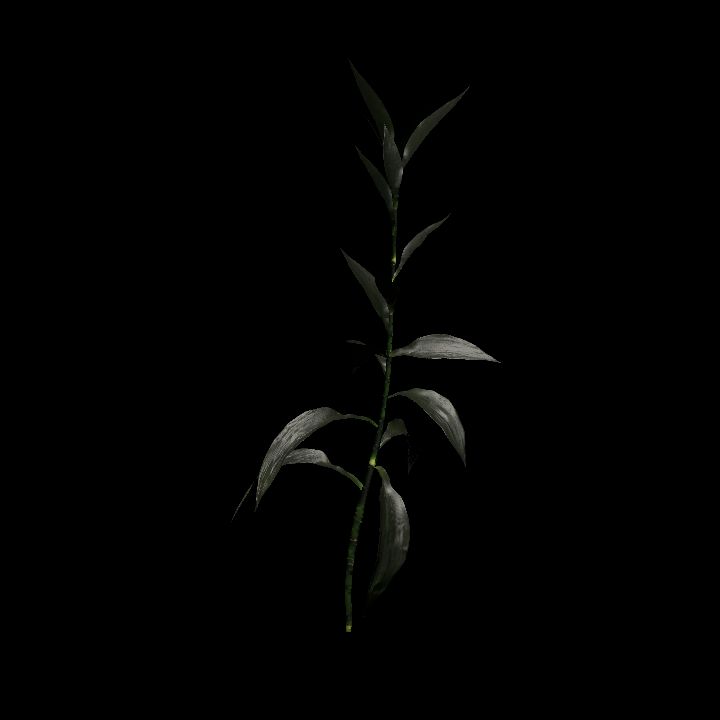 Nature, Plant, Bamboo 3