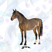 horsey world