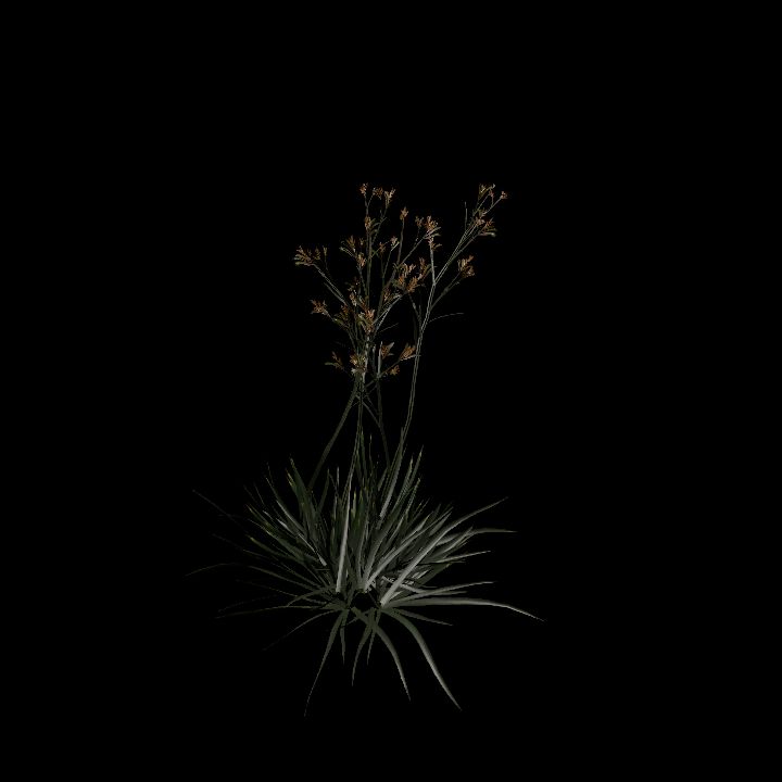 Nature, Plant, Kangaroo Paw 5